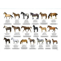 Podkład oklejany edukacyjny Konie