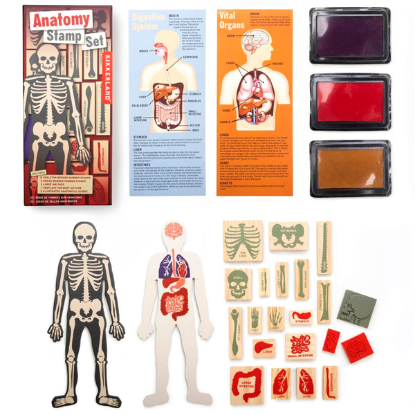 Zestaw stempli Anatomia Kikkerland